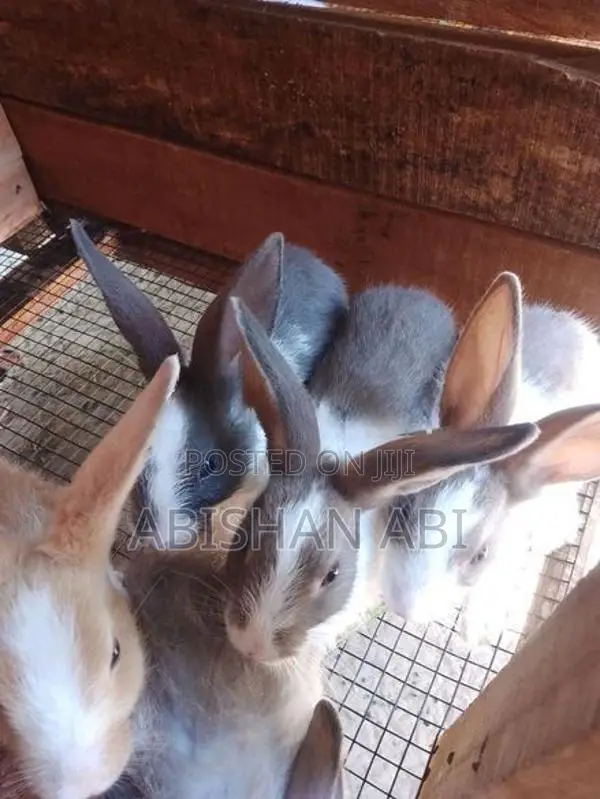 Rabbit