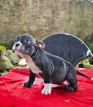 American Bully