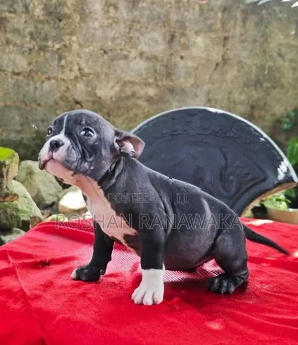 American Bully