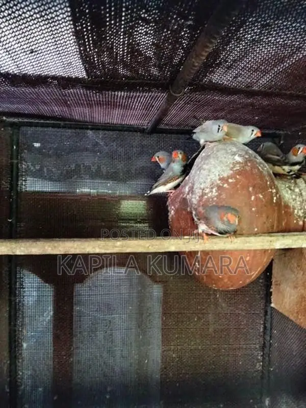 Finches barids