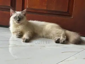 PERSIAN MALE KITTEN 4 MONTHS
