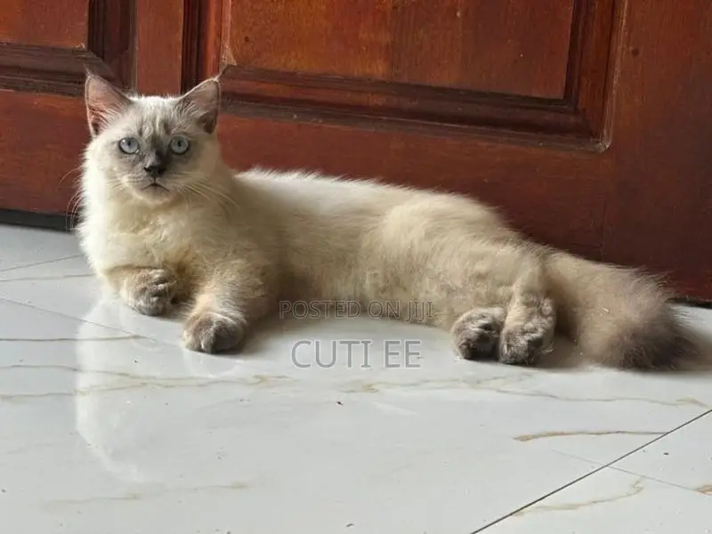 PERSIAN MALE KITTEN 4 MONTHS