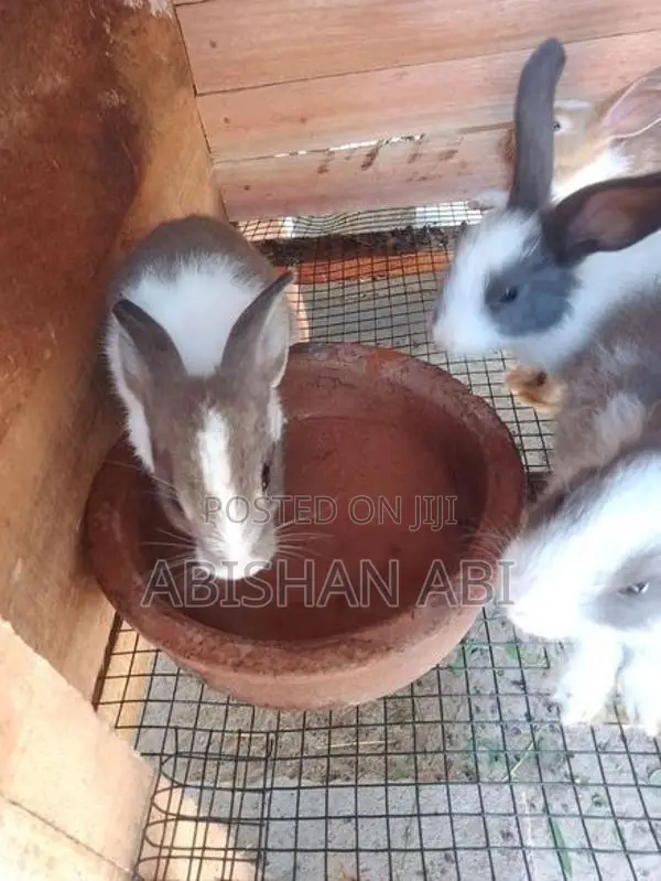 Rabbit