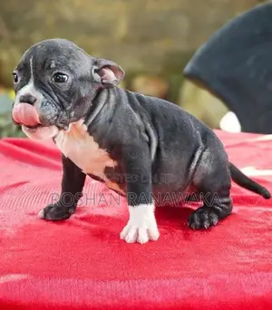 American Bully