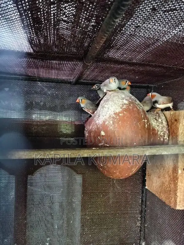 Finches barids