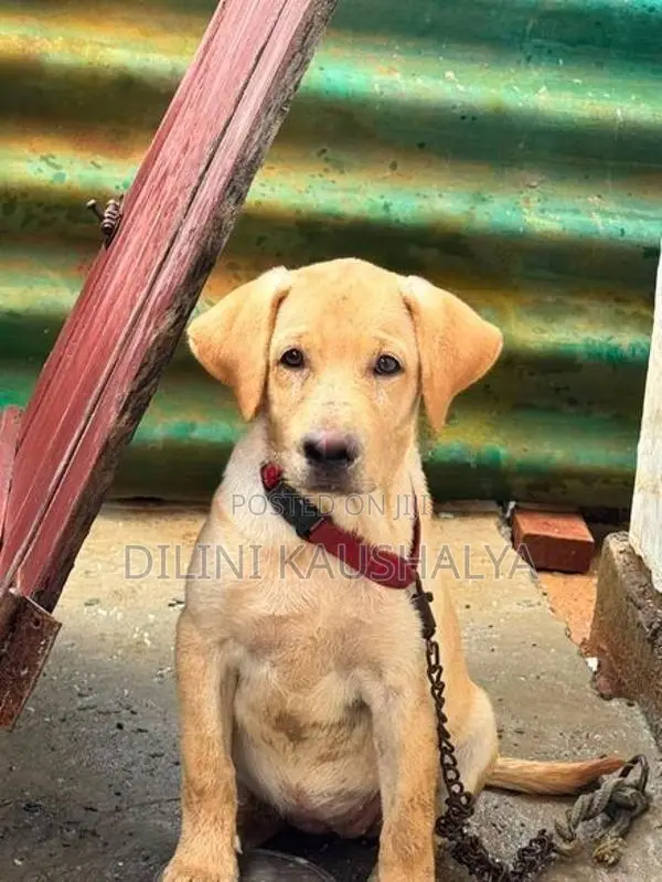 Labrador Puppies