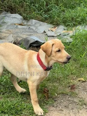 Labrador Puppies