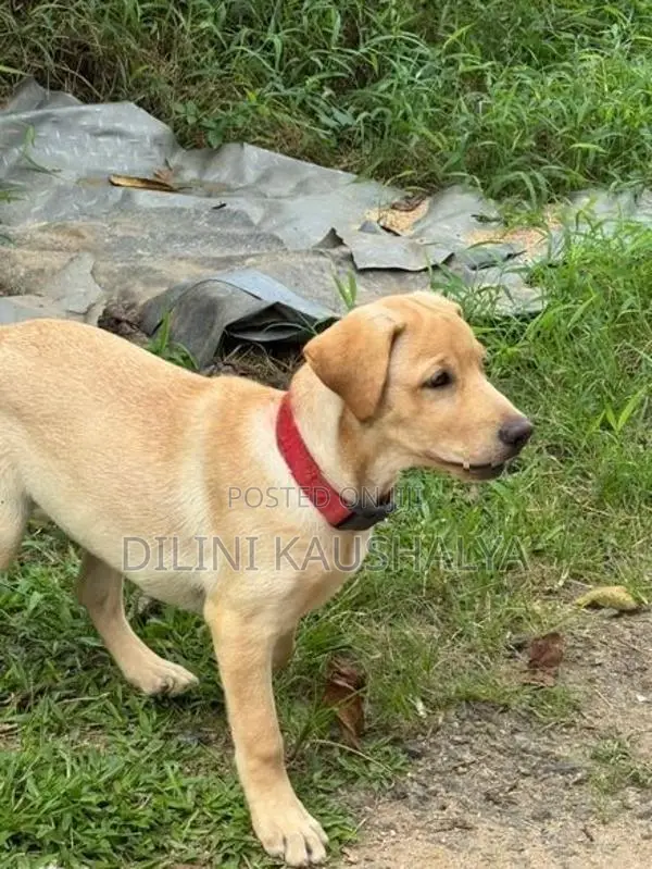 Labrador Puppies