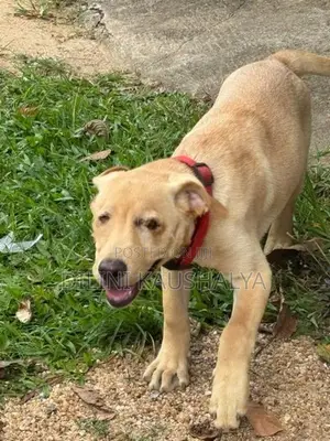 Labrador Puppies