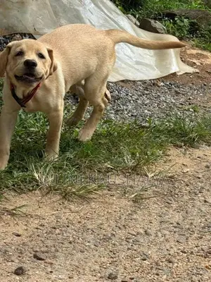 Labrador Puppies