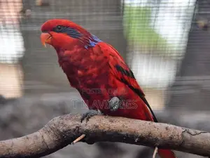Blue Streaked Lory Female
