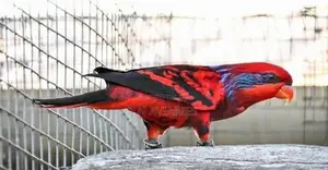 Blue Streaked Lory Female