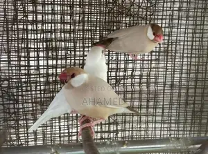 Java Bird