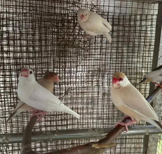 Java Bird