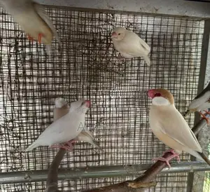 Java Bird