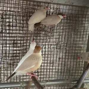 Java Bird