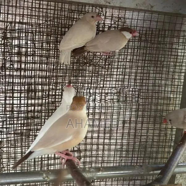 Java Bird