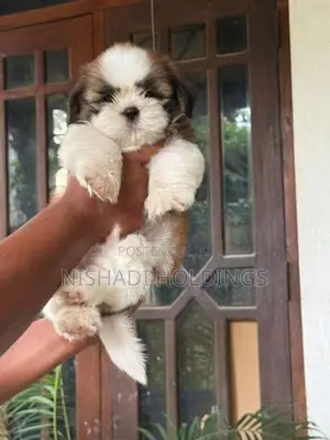 Shih Tzu Puppies