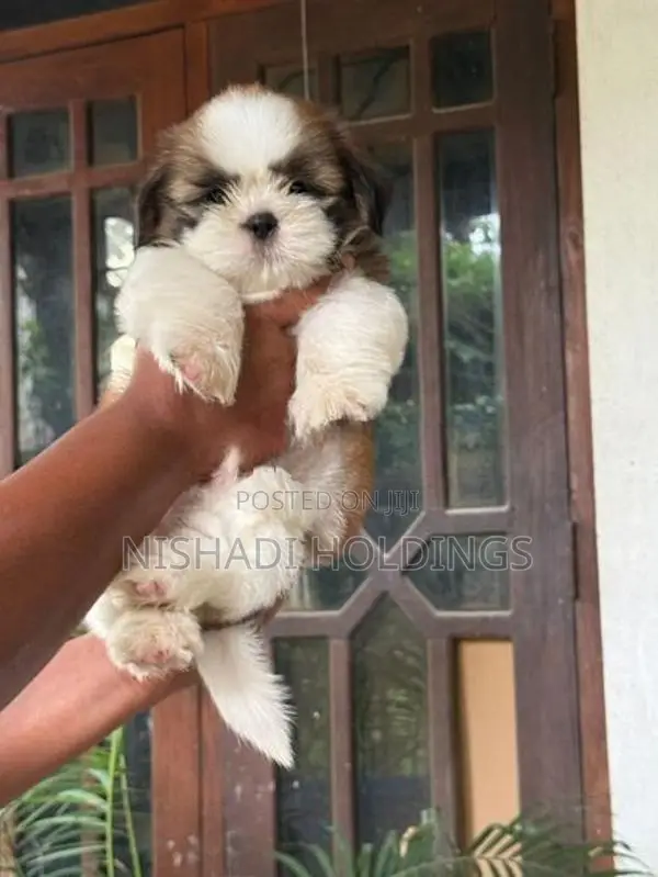 Shih Tzu Puppies
