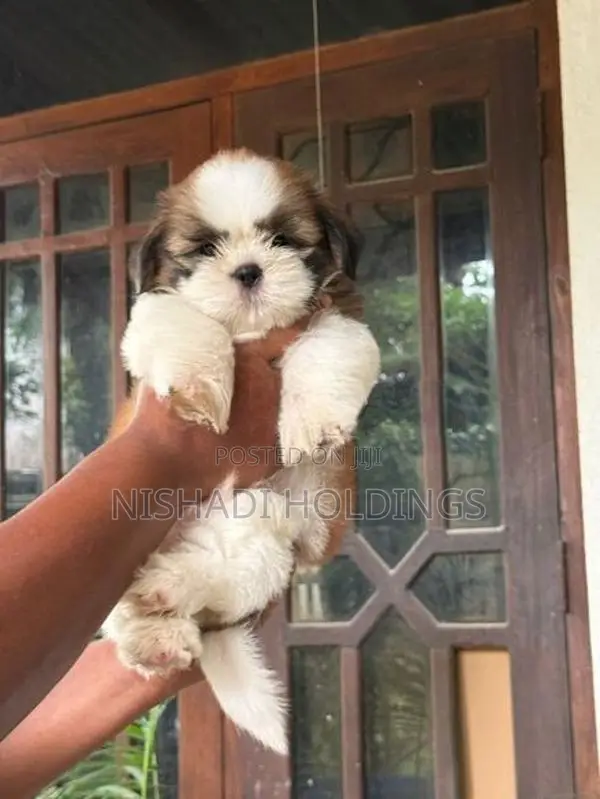 Shih Tzu Puppies