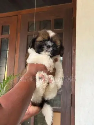 Shih Tzu Puppies