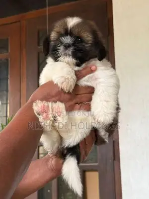 Shih Tzu Puppies