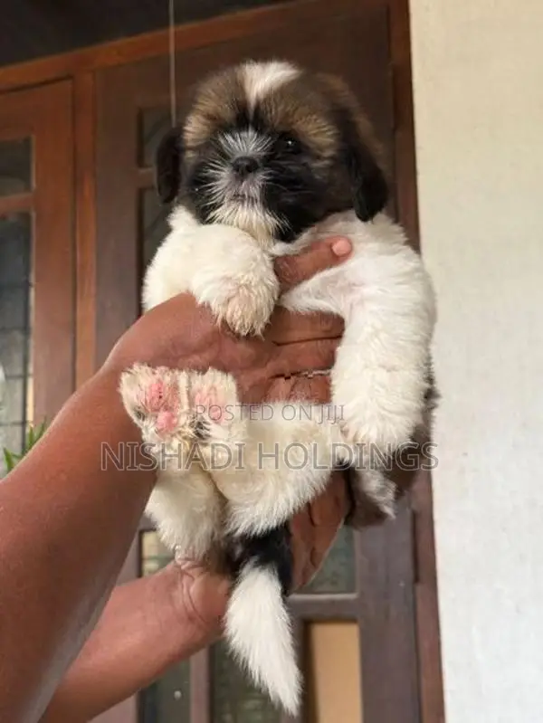 Shih Tzu Puppies