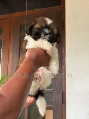 Shih Tzu Puppies