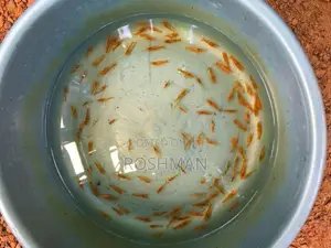 Orange Shrimps