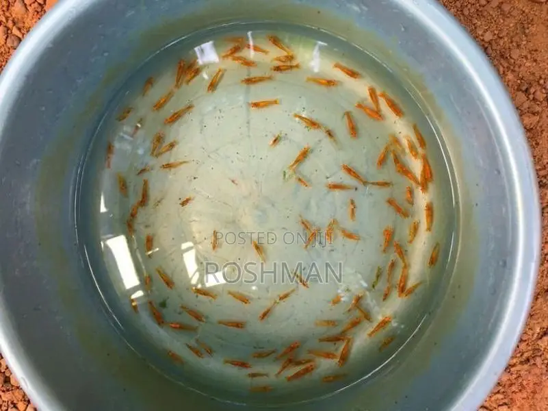 Orange Shrimps