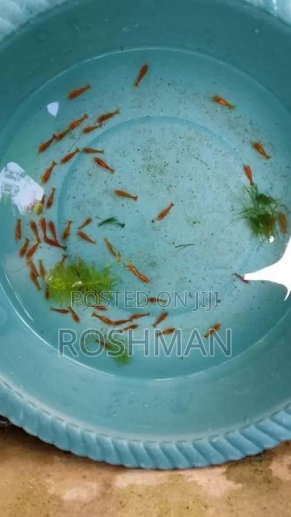 Orange Shrimps