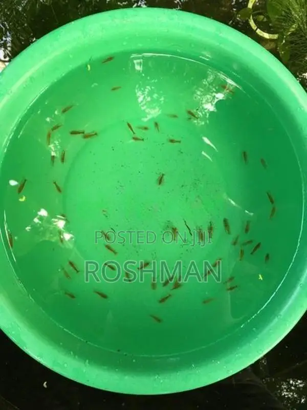 Orange Shrimps