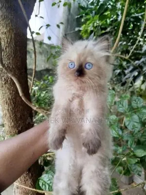 Persian Himalayan Kitten