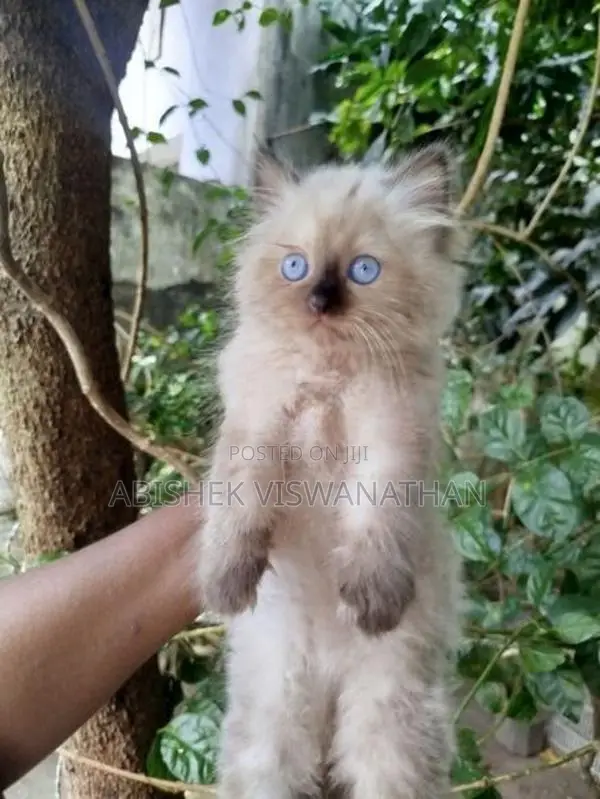 Persian Himalayan Kitten