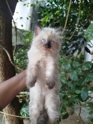 Persian Himalayan Kitten