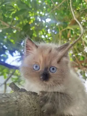 Persian Himalayan Kitten