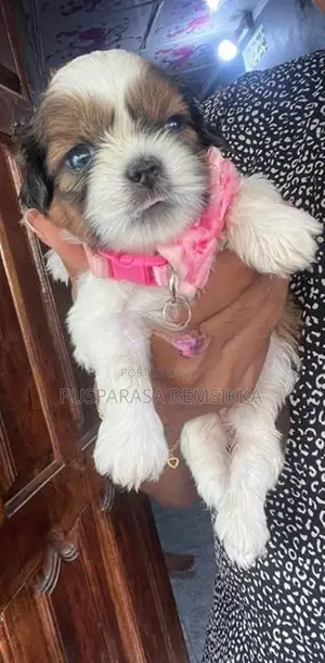 Shih Tzu Puppies