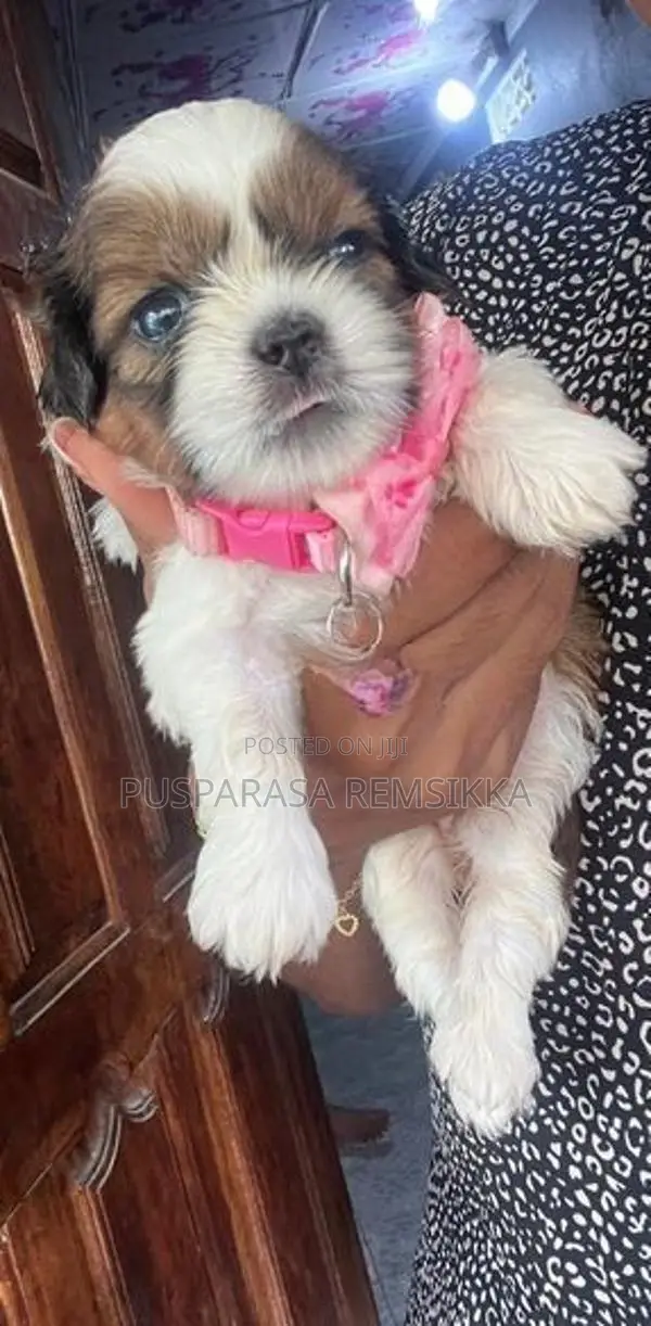 Shih Tzu Puppies