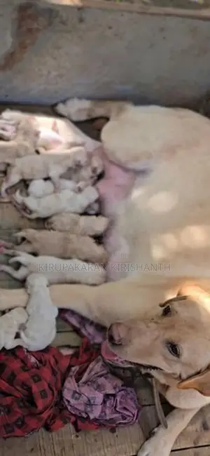 labrador puppies