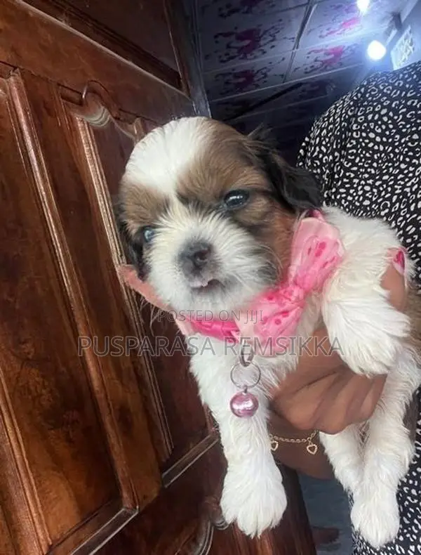 Shih Tzu Puppies
