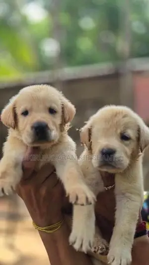 labrador puppies