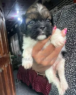 Shih Tzu Puppies
