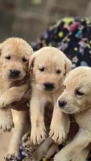 labrador puppies