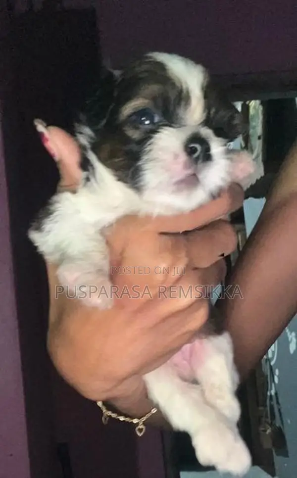 Shih Tzu Puppies