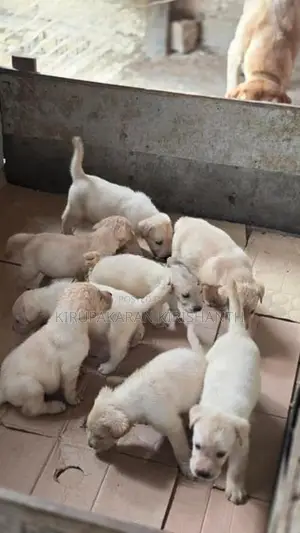 labrador puppies