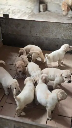 labrador puppies