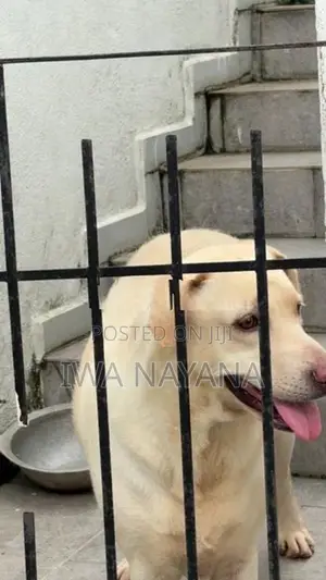Labrador