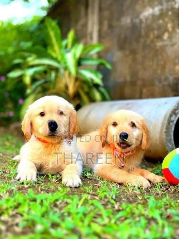 Golden Retriever Puppies