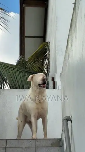 Labrador