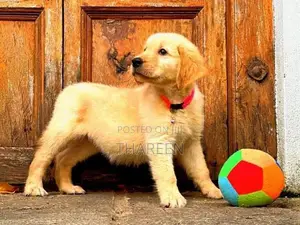 Golden Retriever Puppies